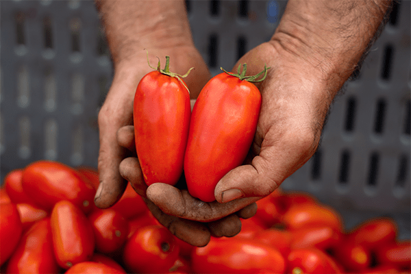 Solania Raccolta Pomodoro San Marzano